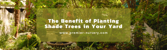The Benefit of Planting Shade Trees in Your Yard