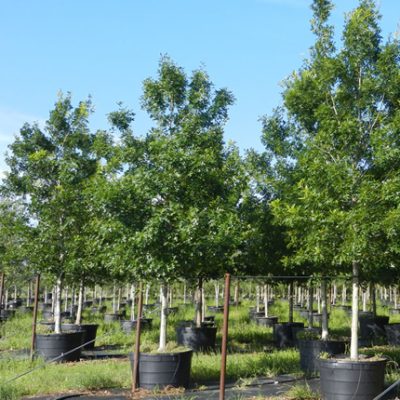 Red Oak Trees in Fort Worth
