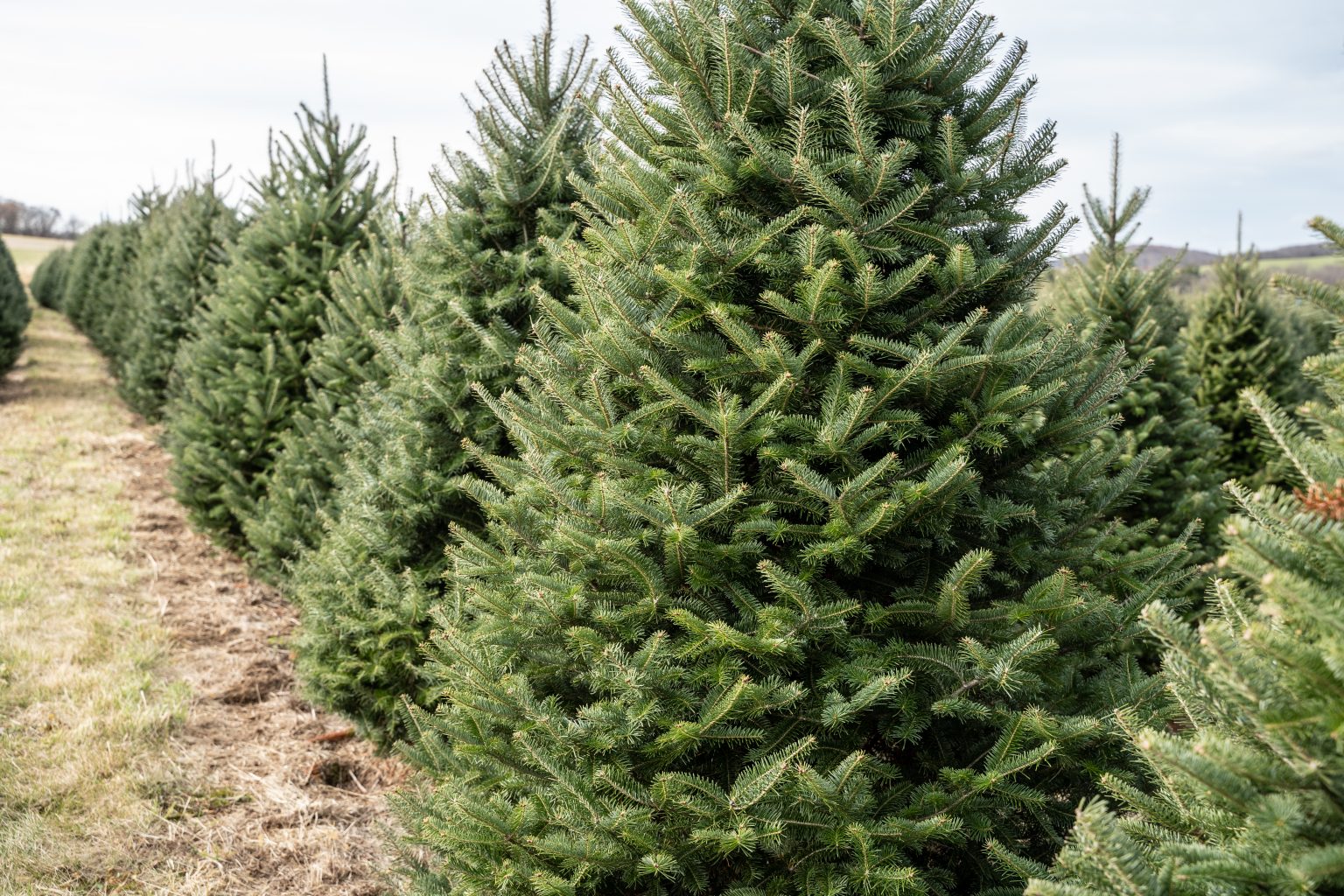 The Best Type of Fresh Cut Christmas Tree to Buy — and How to Take Care ...
