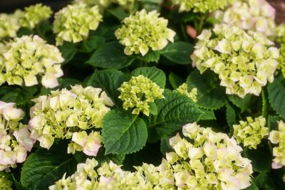 Hydrangeas at Premier Nursery in Fort Worth Texas