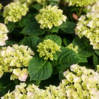 Hydrangeas at Premier Nursery in Fort Worth Texas