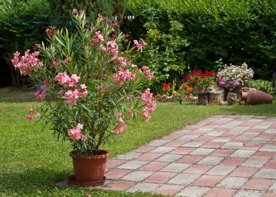 Oleanders at Premier Nursery in Fort Worth Texas