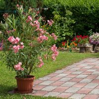 Oleanders at Premier Nursery in Fort Worth Texas