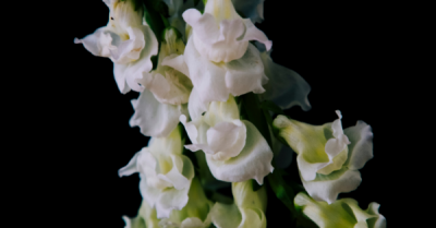 Snapdragons at Premier Nursery