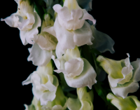 Snapdragons at Premier Nursery