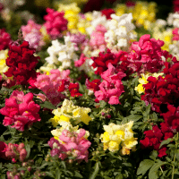Snapdragons