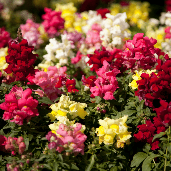 Snapdragons