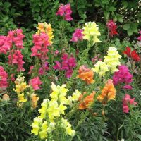 Snapdragons