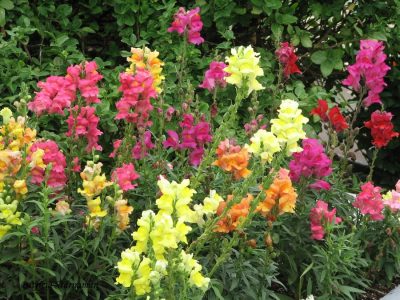 Snapdragons