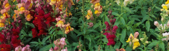 September Gardening Tips