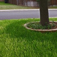 St. Augustine Sod Pallets