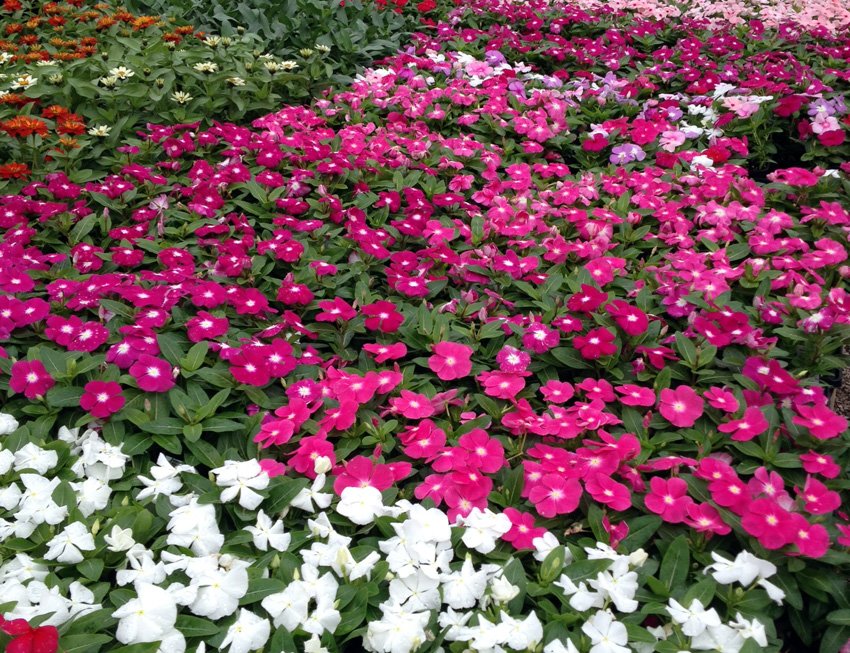 Premier Summery Flowering Colors - Premier Nursery - Plant Nursery