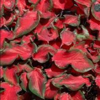 Caladiums