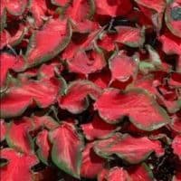 Caladiums