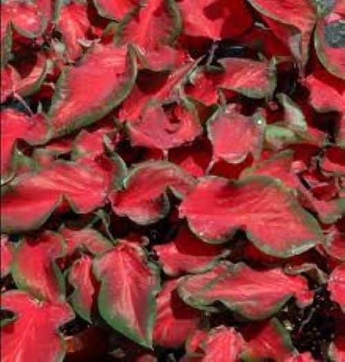 Caladiums