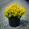 Ligustrum - Image 2