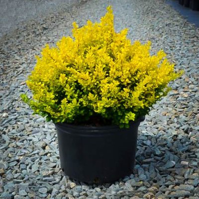 Ligustrum - Image 2