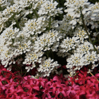 Sweet Alyssum at Premier Nursery in Fort Worth Texas