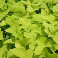 Sweet Potato Vine