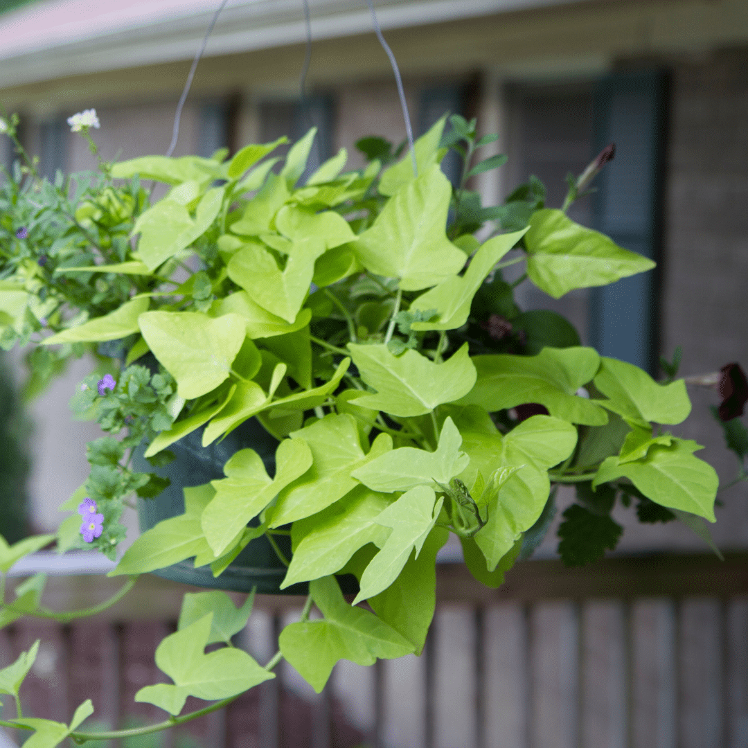 Sweet Potato Vine