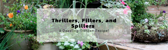 Thrillers, Fillers, and Spillers – A Dazzling Garden Recipe!