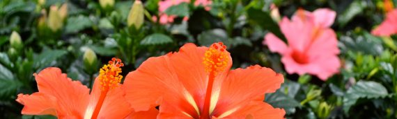 The Tropical Look: Hibiscus