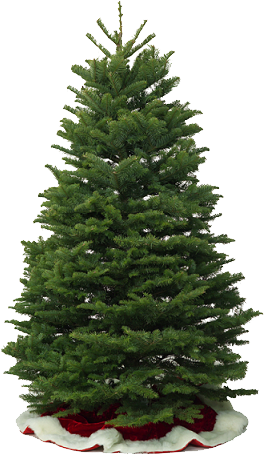 Noble Fir