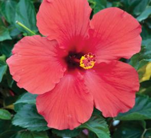 tropical hibiscus