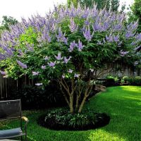Vitex in Fort Worth
