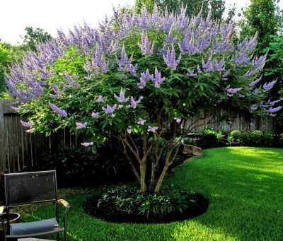 Vitex in Fort Worth