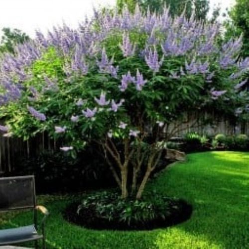 Vitex in Fort Worth
