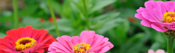 Protecting Your Plants from Summer Heat
