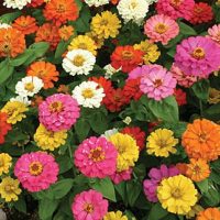 Zinnias