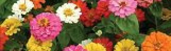 Best Summer Flowers with Heat-Tolerant Blooms that Thrive